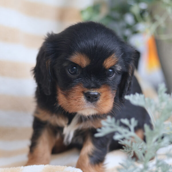 cavalier puppies