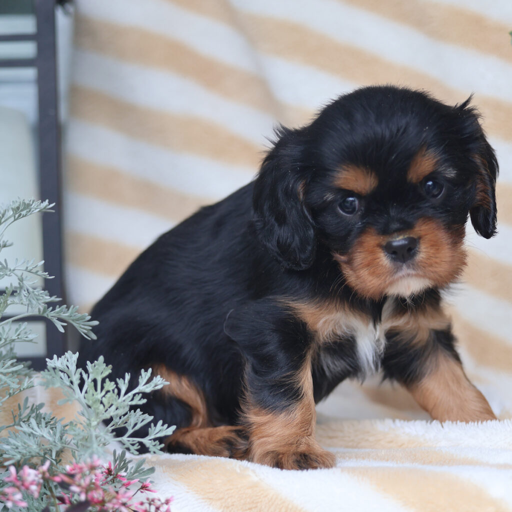 cavalier puppies for sale