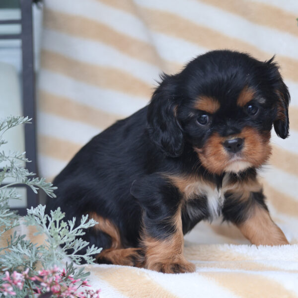 cavalier puppies for sale
