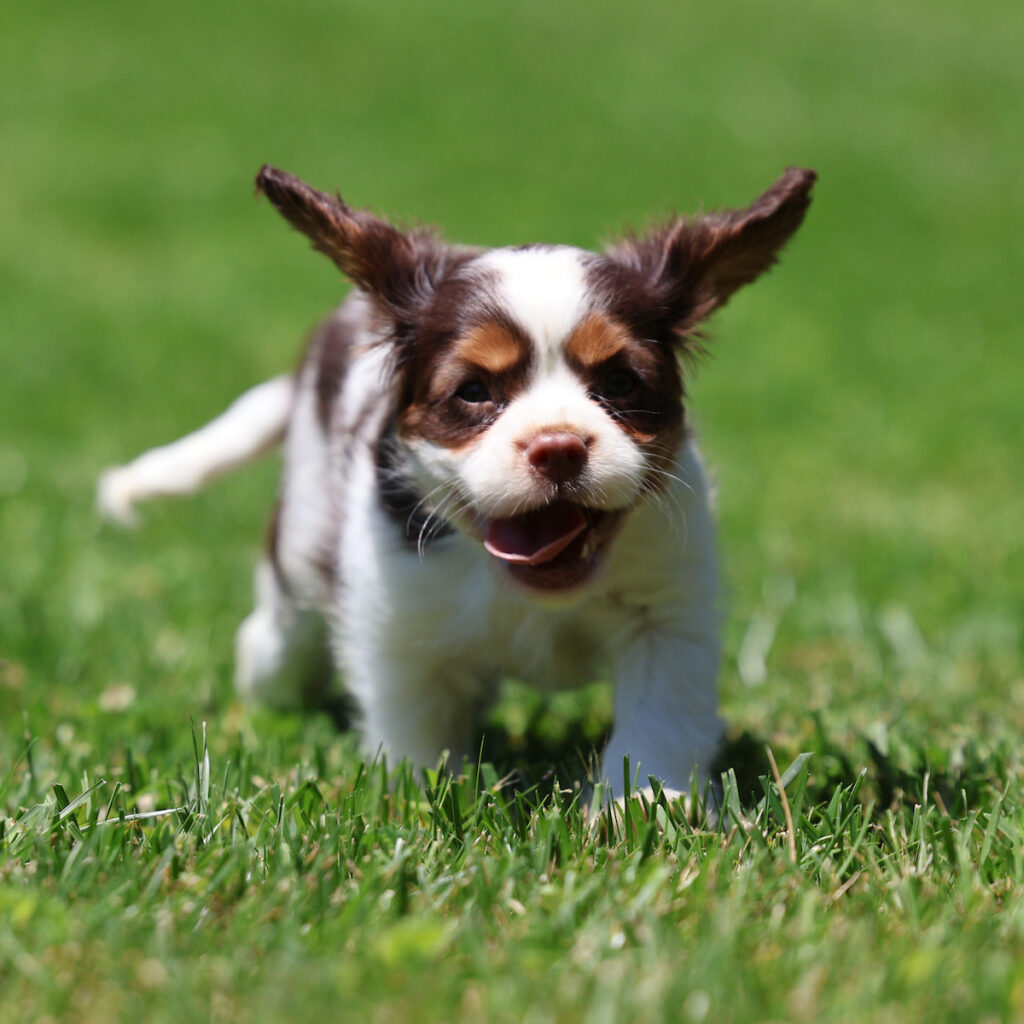 cavalier puppies for sale