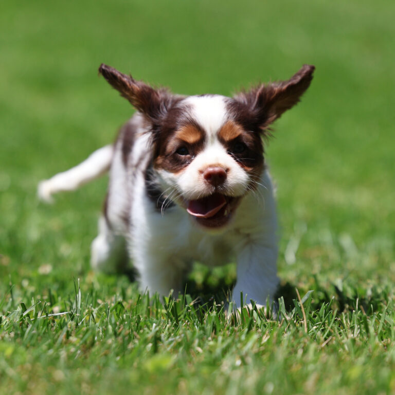 cavalier puppies for sale