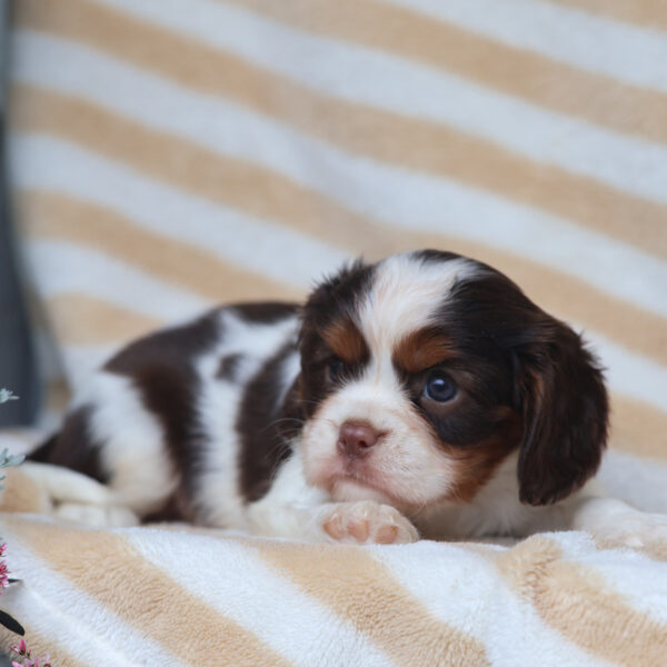 cavalier puppies for sale