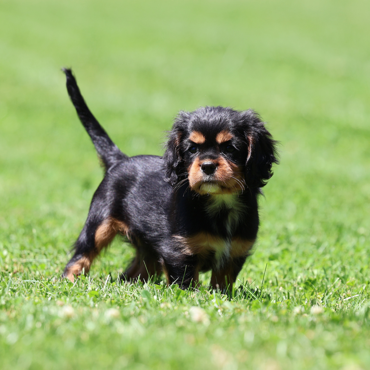 Cavalier King Charles Spaniel Tiny Puppies That Never Grow Charles