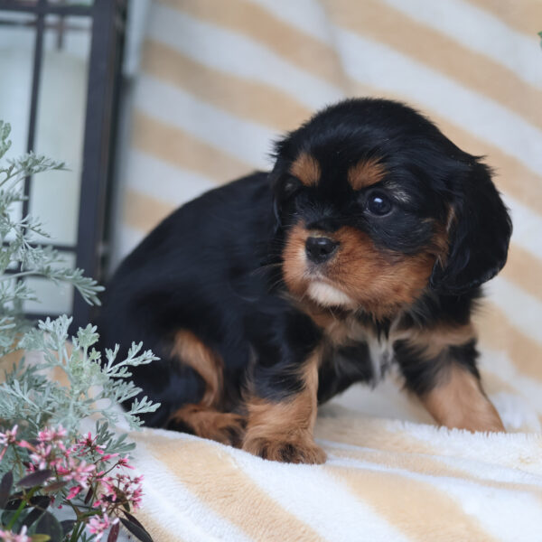 cavalier puppies near me