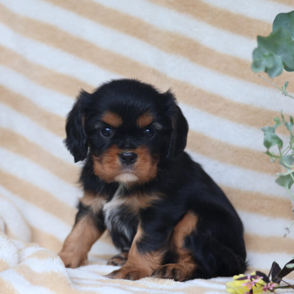 cavalier puppy