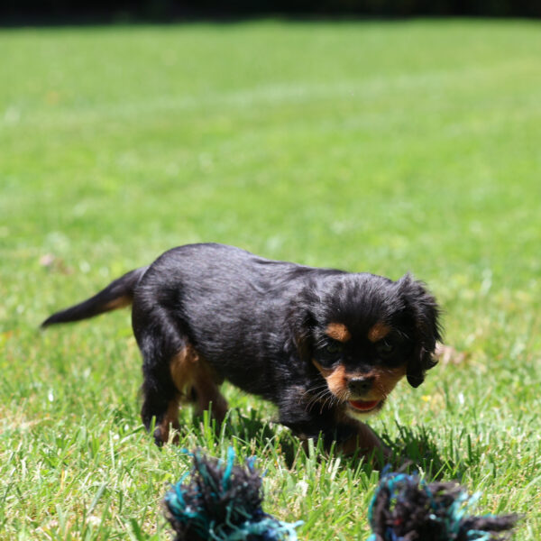cavalier puppy for sale