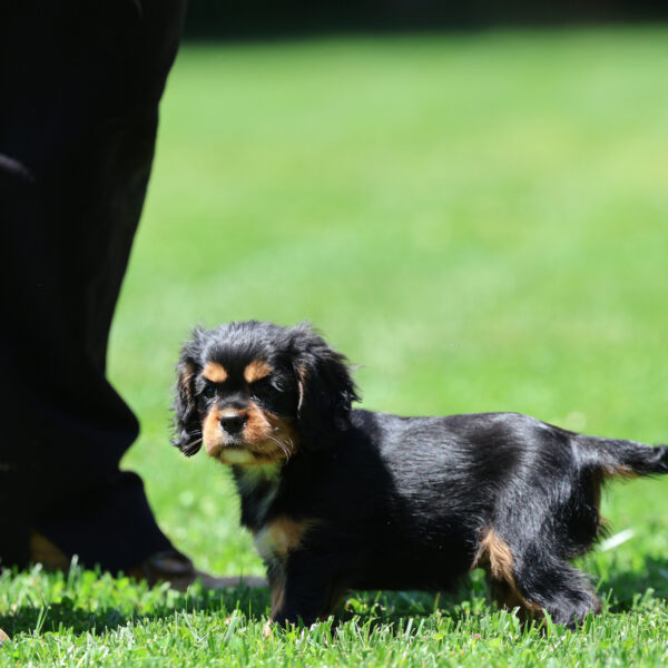 cavalier spaniel puppies for sale
