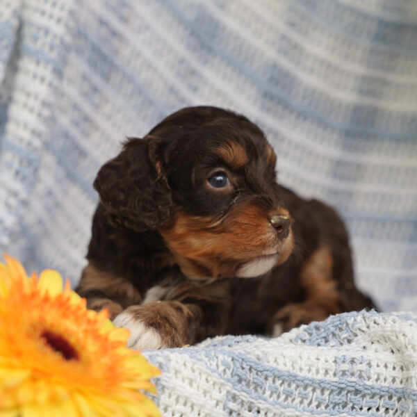 cavapoo