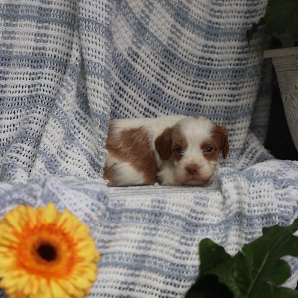cavapoo