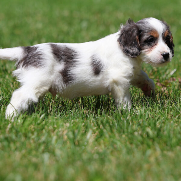 cavapoo