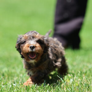 cavapoo