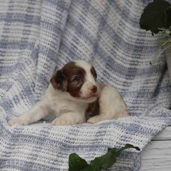 cavapoo