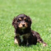 cavapoo adoption