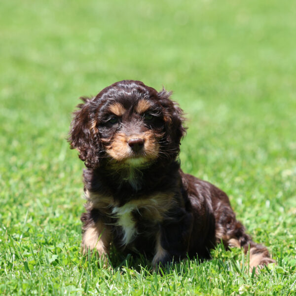 cavapoo adoption