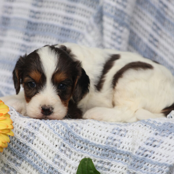 cavapoo adoption