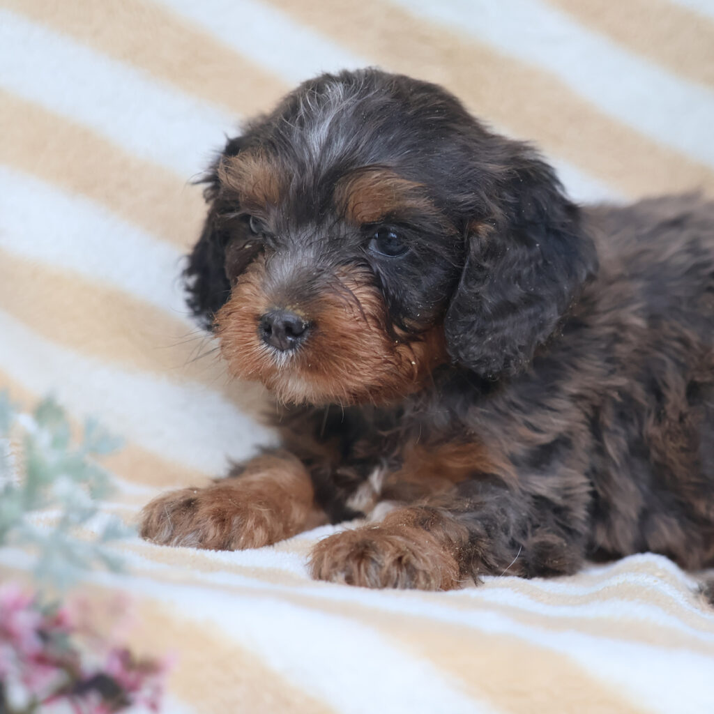 cavapoo breeder near me