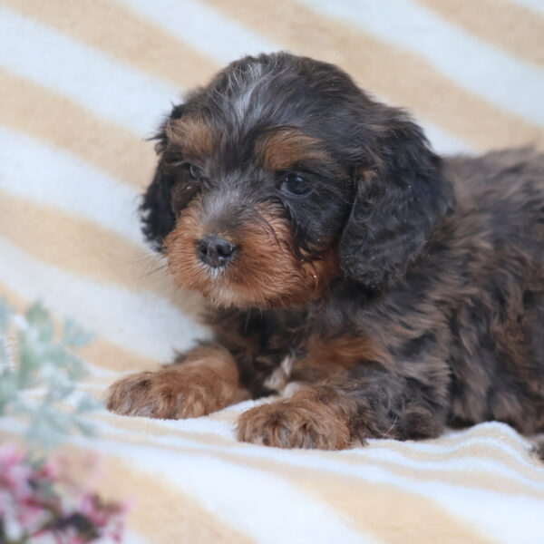 cavapoo breeder near me