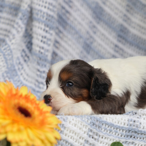 cavapoo breeders