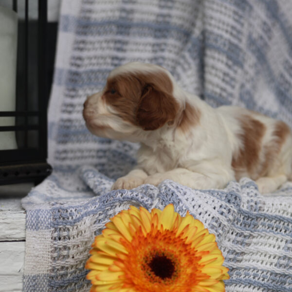 cavapoo breeders