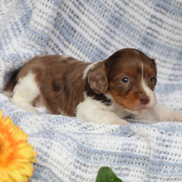 cavapoo breeders