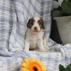 cavapoo breeders
