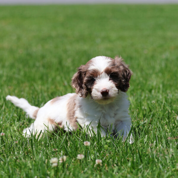 cavapoo breeders