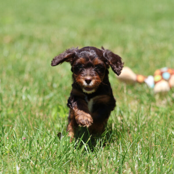 cavapoo breeders