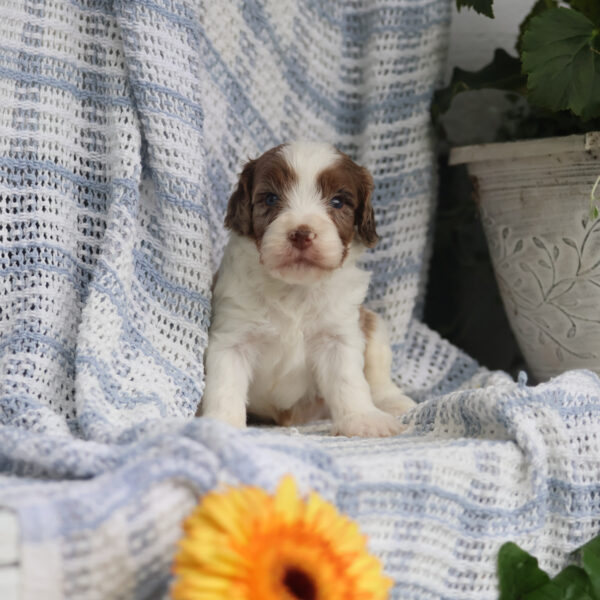 cavapoo breeders