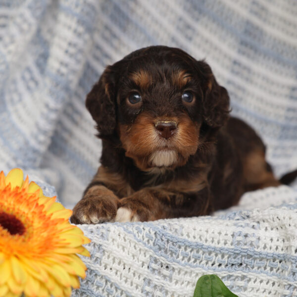 cavapoo breeders near me