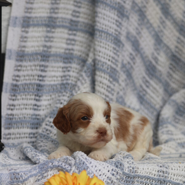 cavapoo breeders near me
