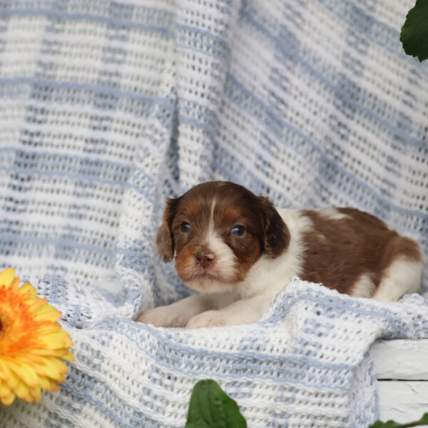 cavapoo breeders near me