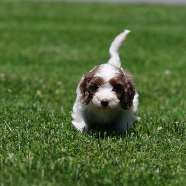 cavapoo breeders near me