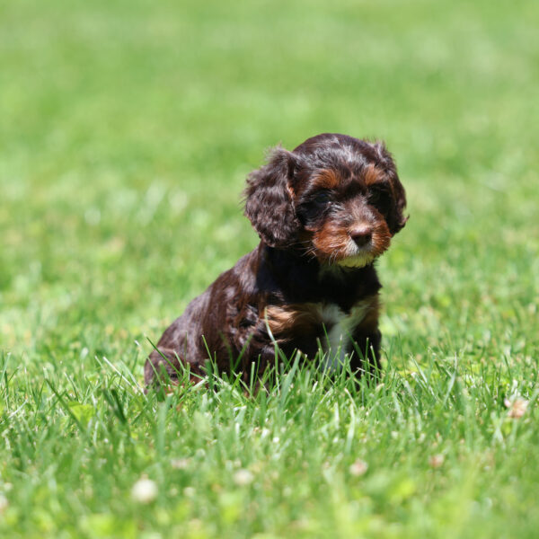cavapoo breeders near me
