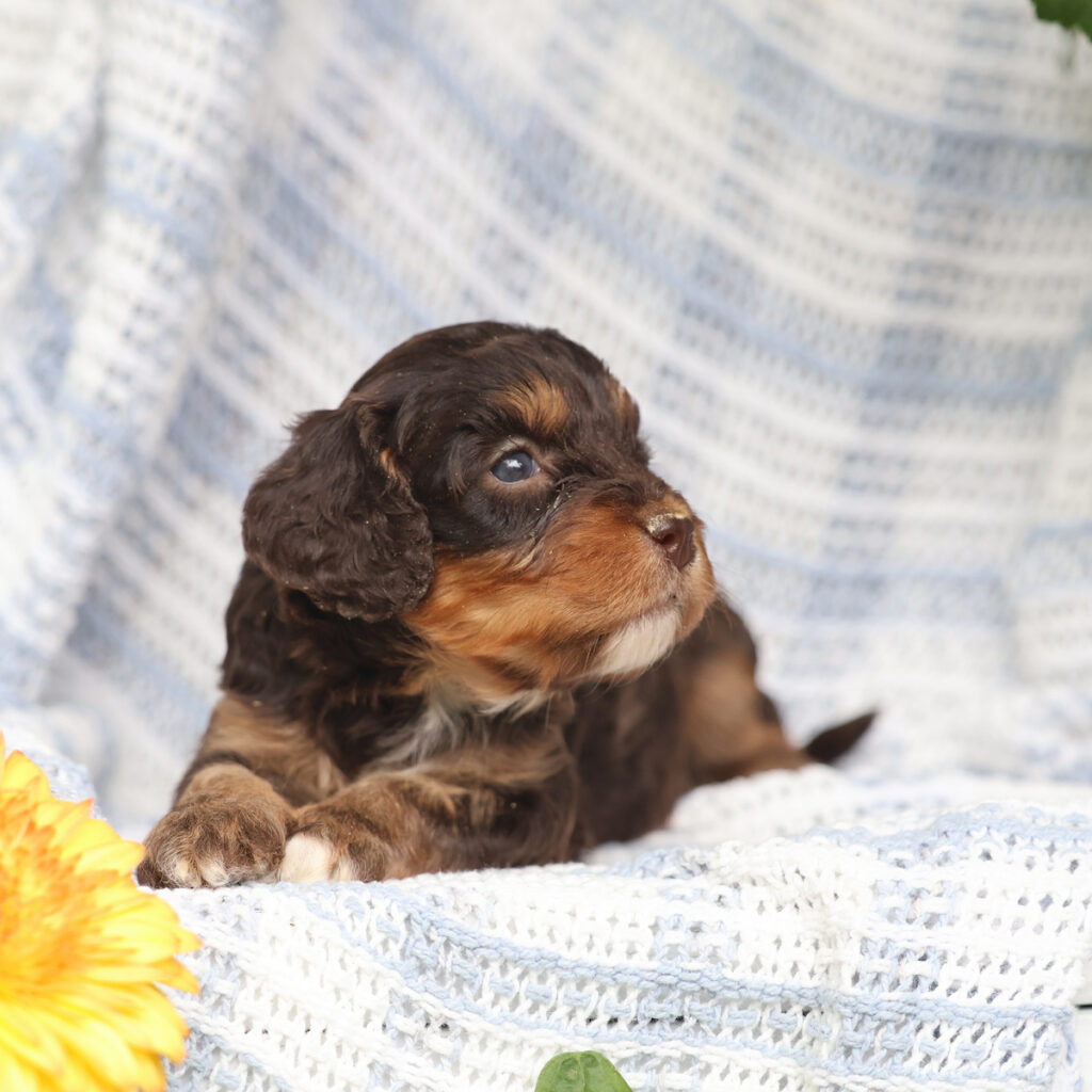 cavapoo dogs for sale