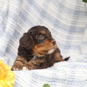 cavapoo dogs for sale