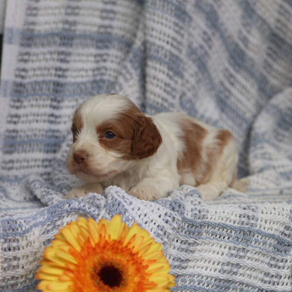 cavapoo dogs for sale