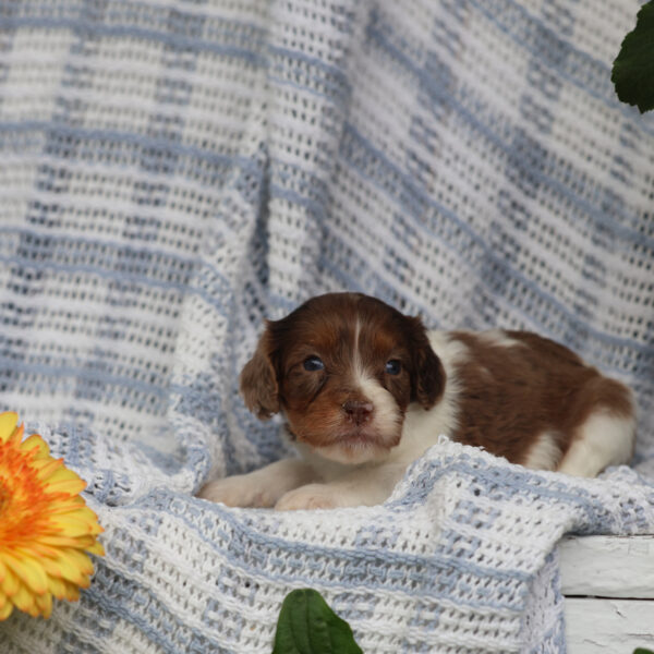 cavapoo dogs for sale
