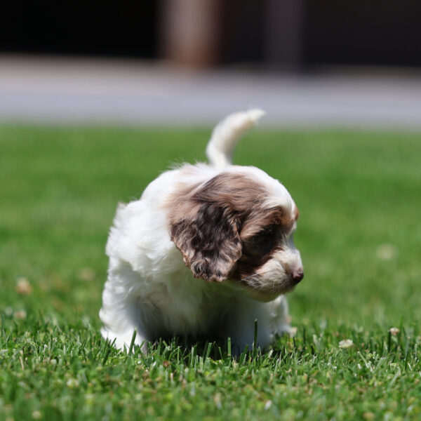cavapoo dogs for sale