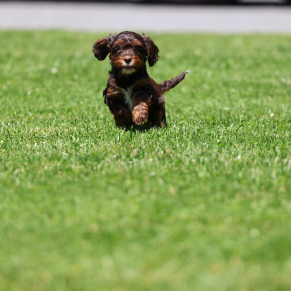 cavapoo dogs for sale