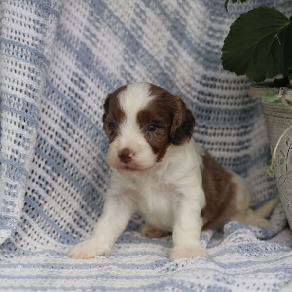 cavapoo dogs for sale
