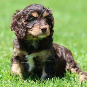 cavapoo for adoption