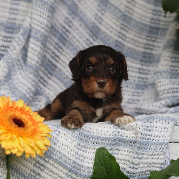 cavapoo for sale
