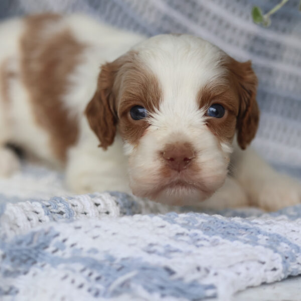 cavapoo for sale