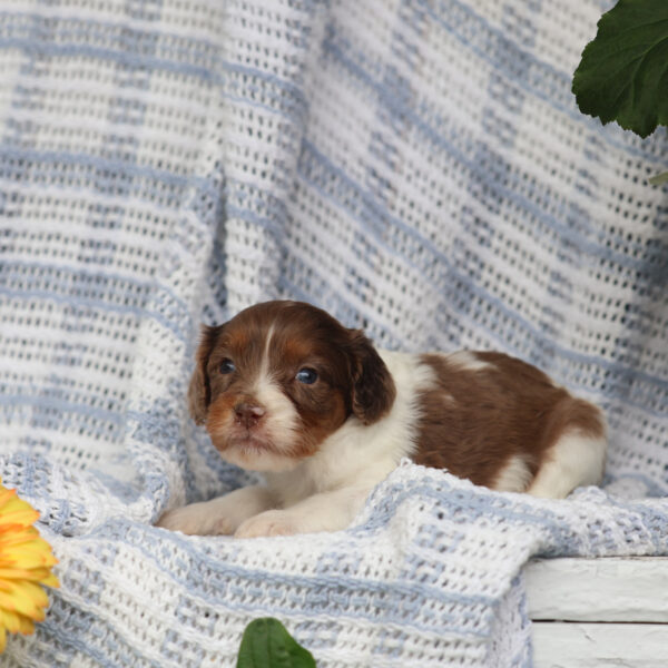 cavapoo for sale