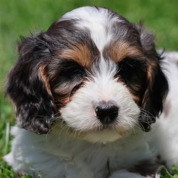 cavapoo for sale