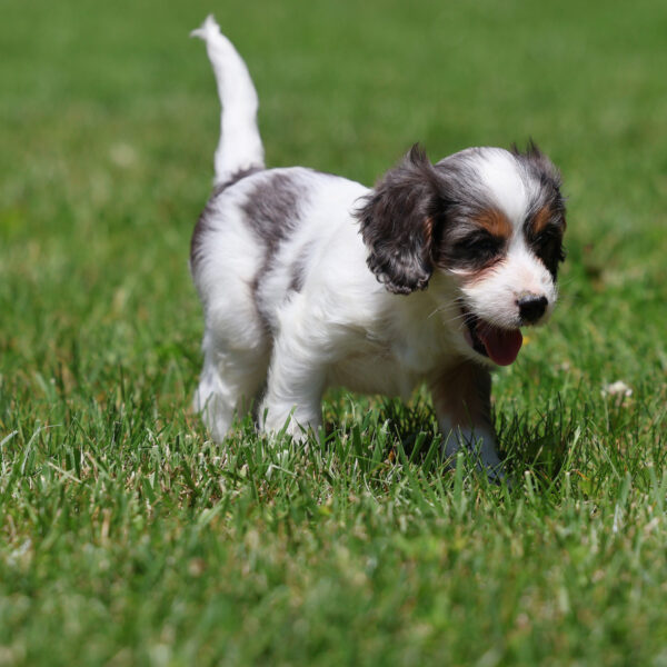 cavapoo for sale