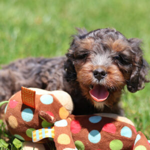 cavapoo for sale