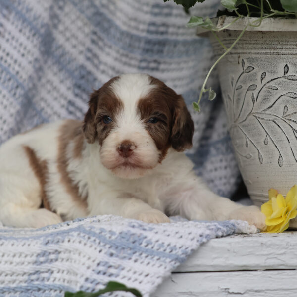 cavapoo for sale