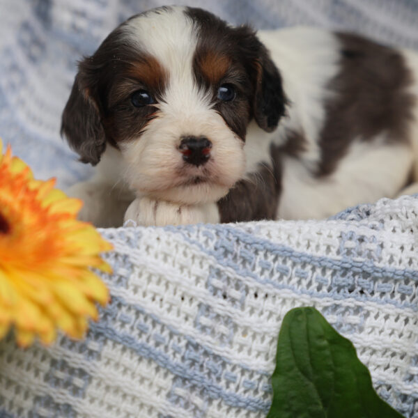 cavapoo for sale near me