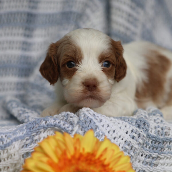cavapoo for sale near me